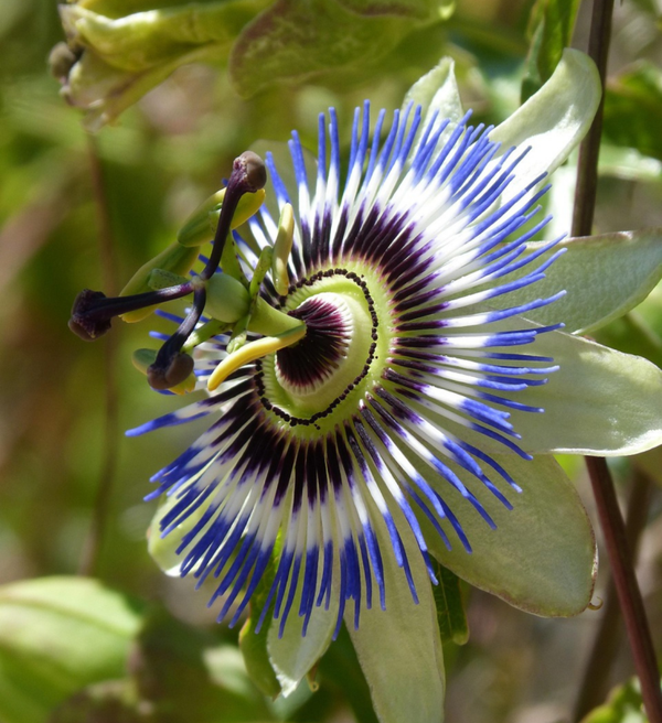 Passiebloem