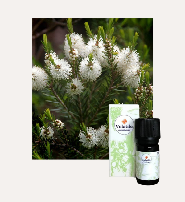 Tea tree (Melaleuca alternifolia) 5ml
