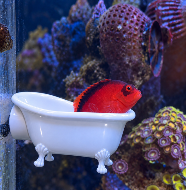 Filiberto’s Fish Tub 🛁