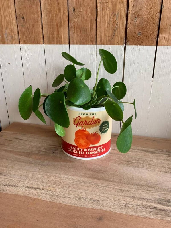 Pot boîte de tomates