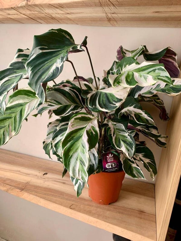 Calathea
