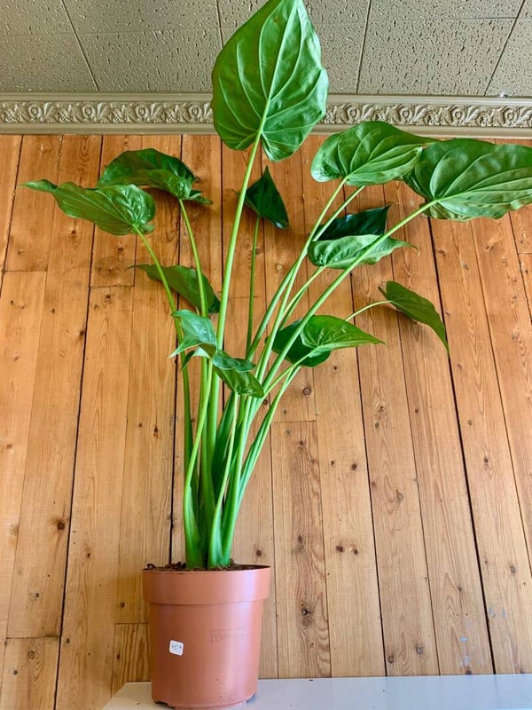 Alocasia
