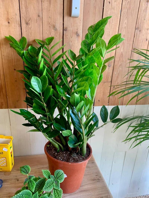 Zamioculcas zamifolia