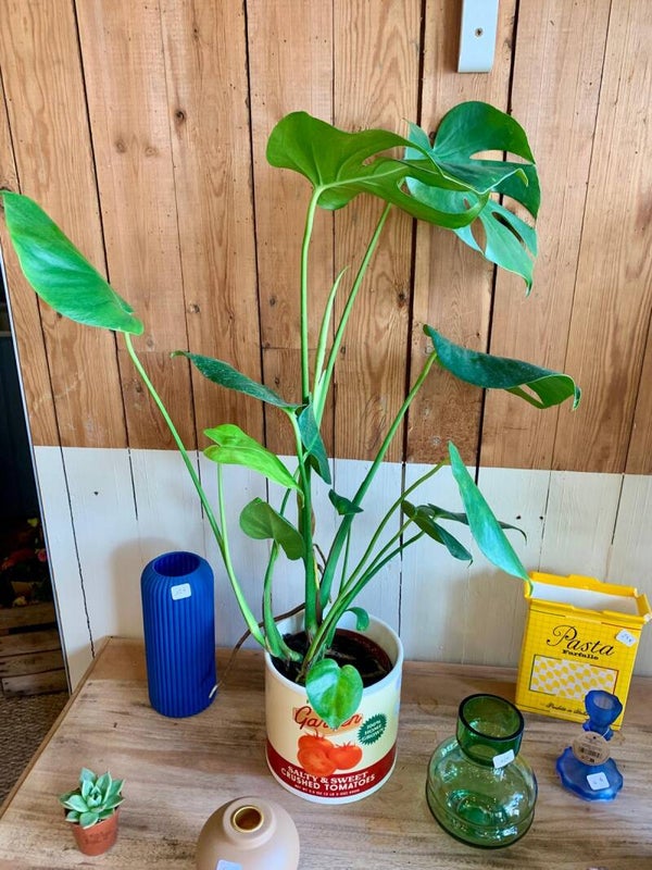 Monstera