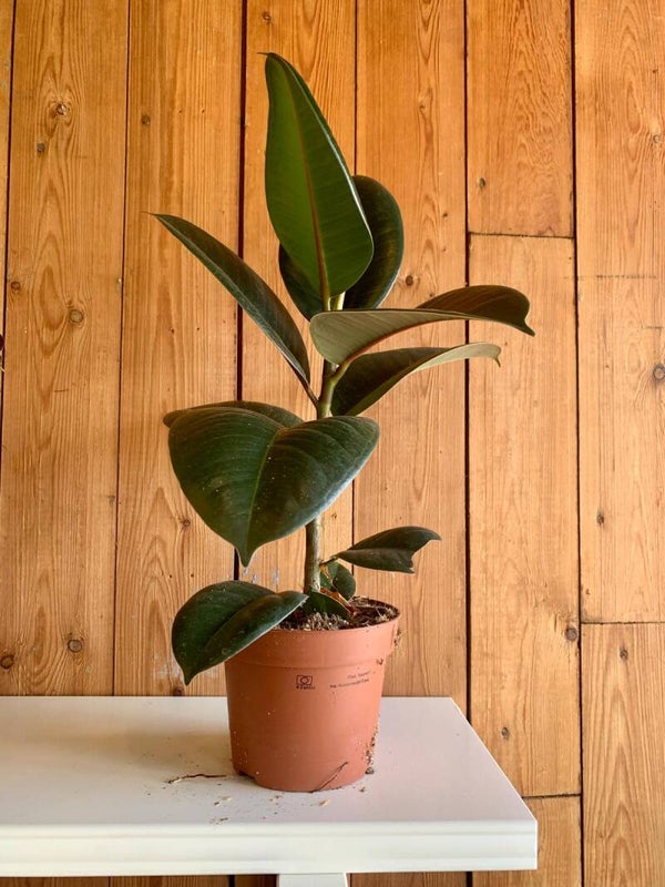 Ficus elsatica