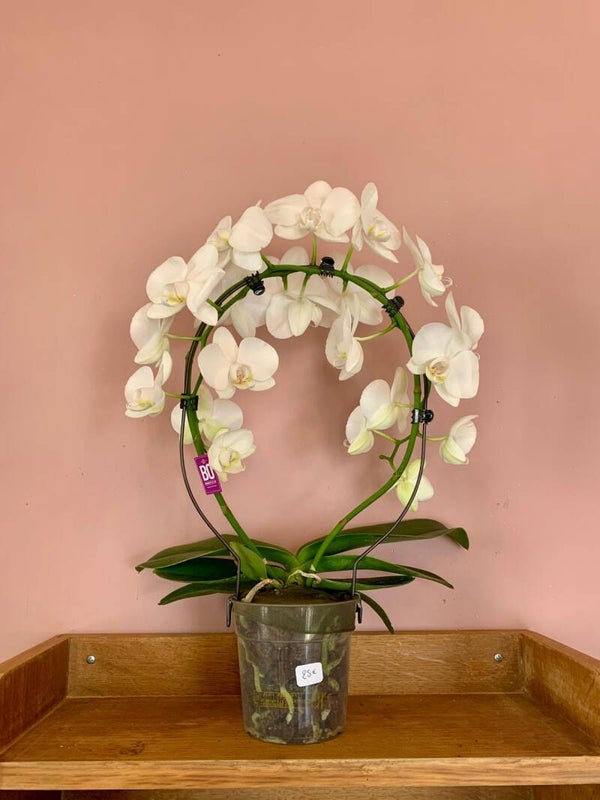 Orchidée blanche