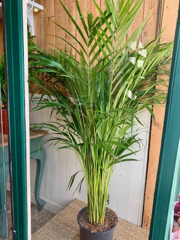 Areca