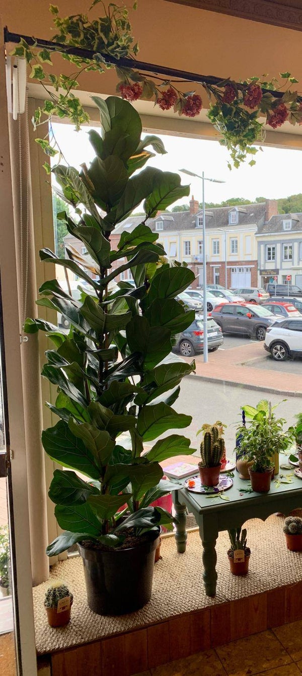Ficus lyrata