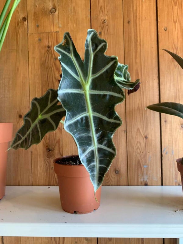 Petit alocasia