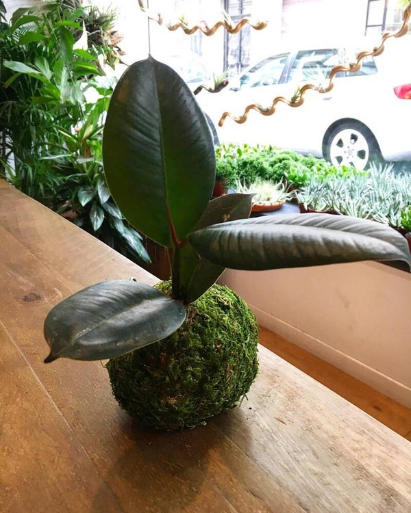 Atelier kokedama