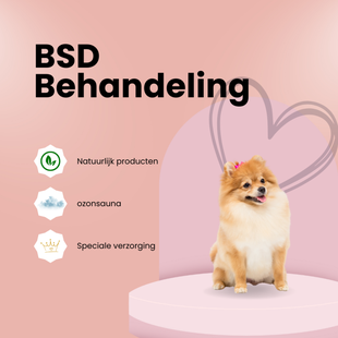 Pomeriaan tijdens vachtverzorging bij Nina’s Poms Care trimsalon Amsterdam