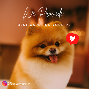 Nina’s Poms Care trimsalon Amsterdam – professionele trimbeurt voor Pomeriaan