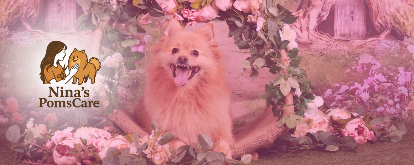“Nina’s Poms Care – trimsalon voor Pomerianen in Badhoevedorp, specialist in Pomeriaan trimmen en vachtverzorging”