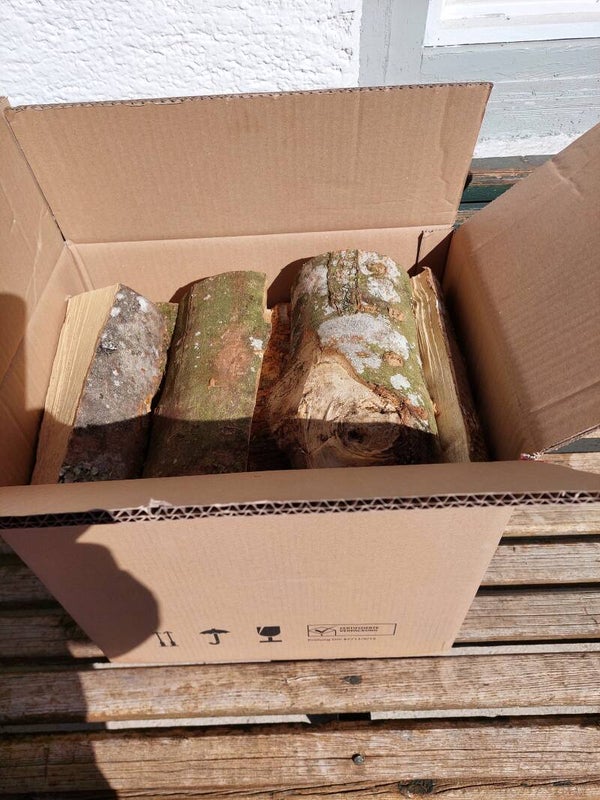 Buche 25 cm im Karton