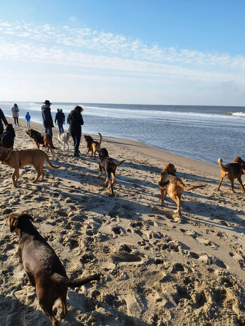 Strandwandeling Noordwijk