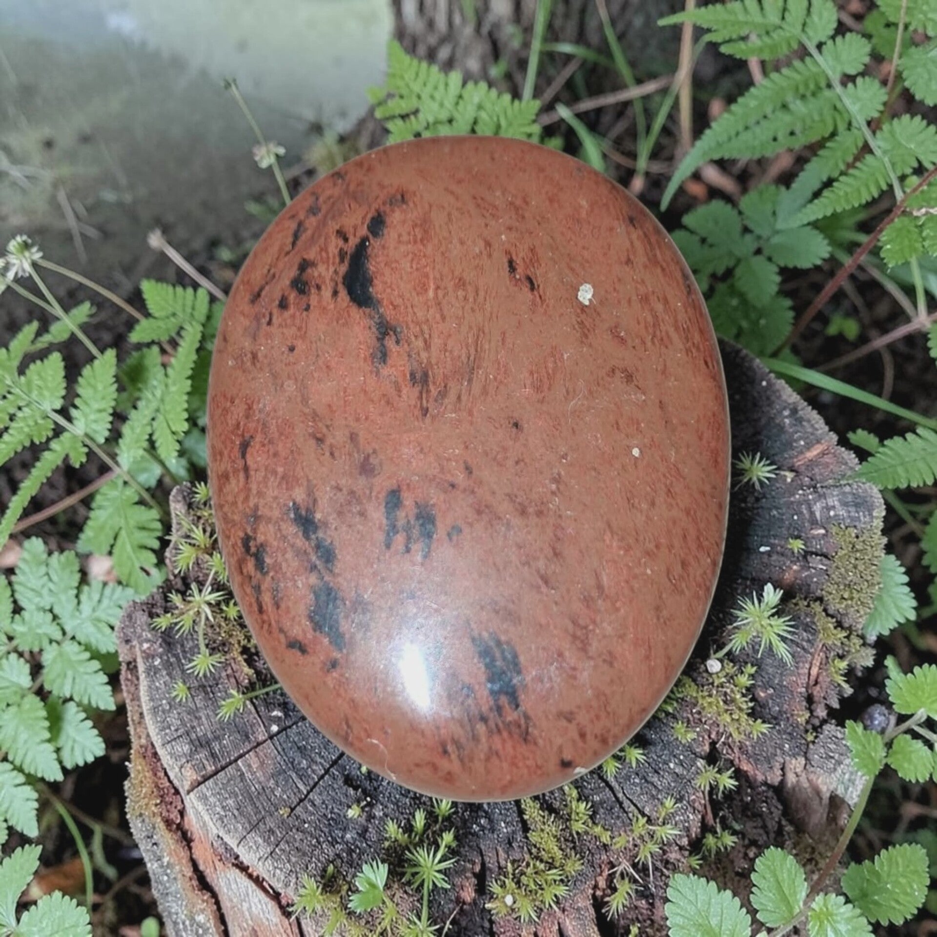 Mahonie Obsidiaan Schijf 03