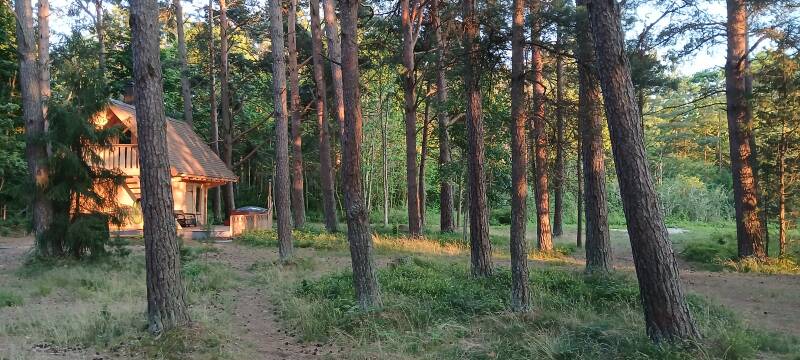 Karu Rannamaja mändide vahel