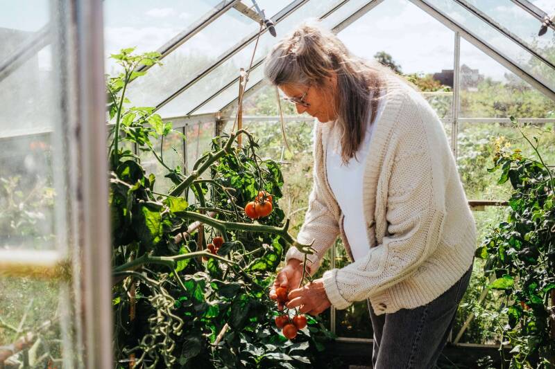 Mirjam Brouwer tomaten aan het plukken.