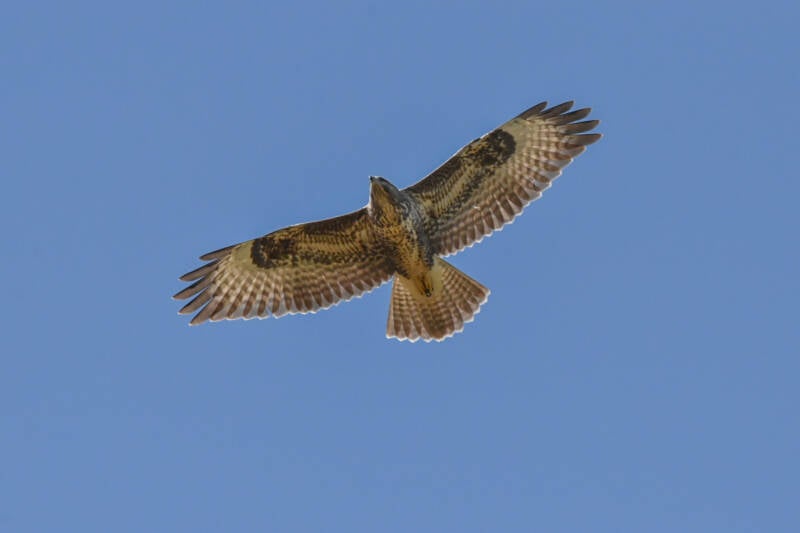 Buizerd