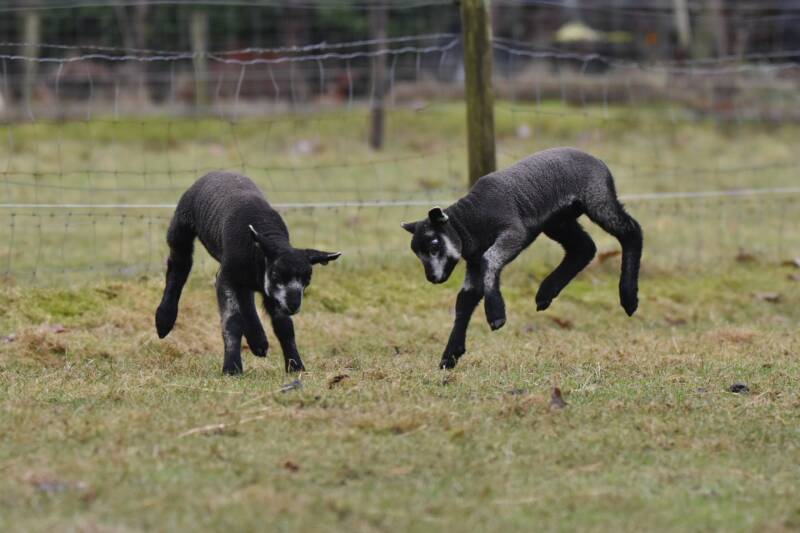 Lammetjes