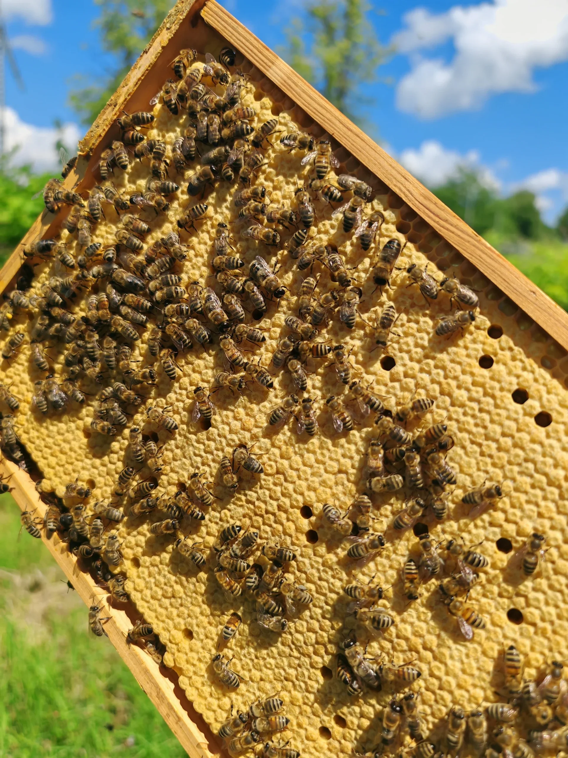 Viele Bienen auf derm Rahmen mit Bienenbrut