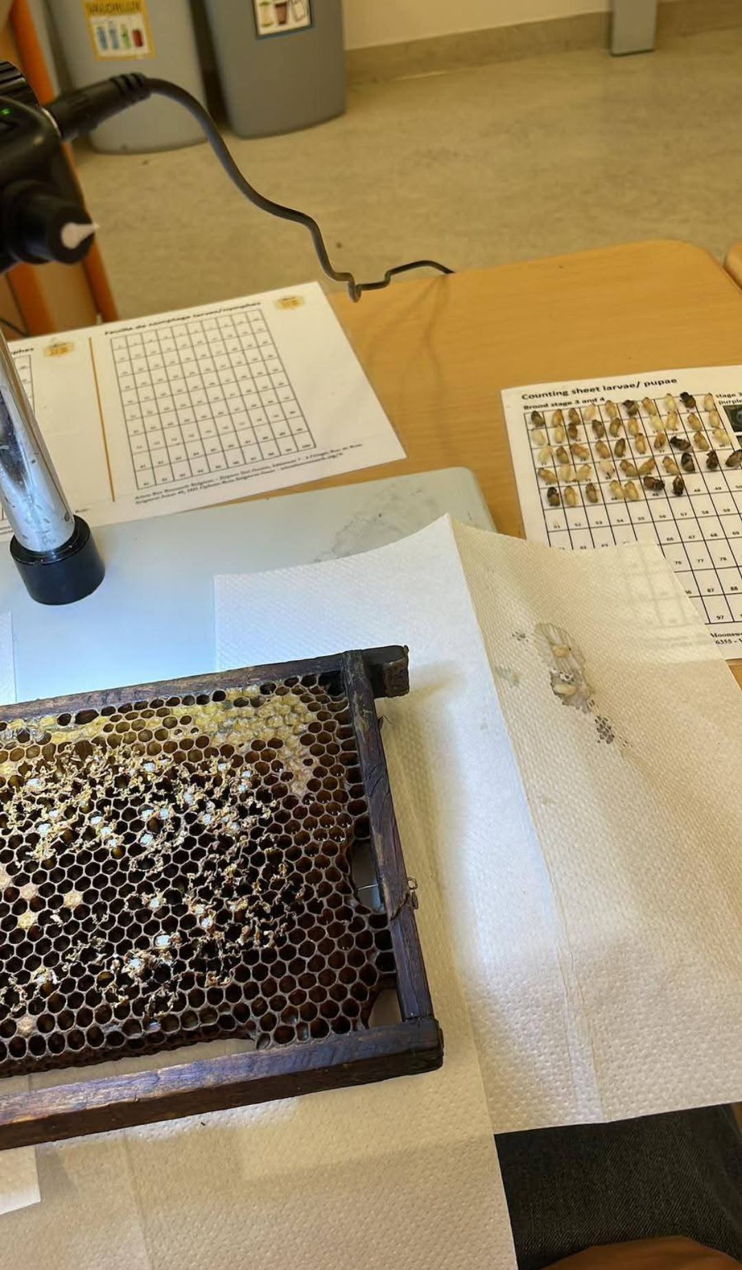 Arbeitsplatz für die Brutauszählung mit Stereomikroskop, Brutwabe und Zählbögen zur Prüfung auf Varroaresistenz (VSH)