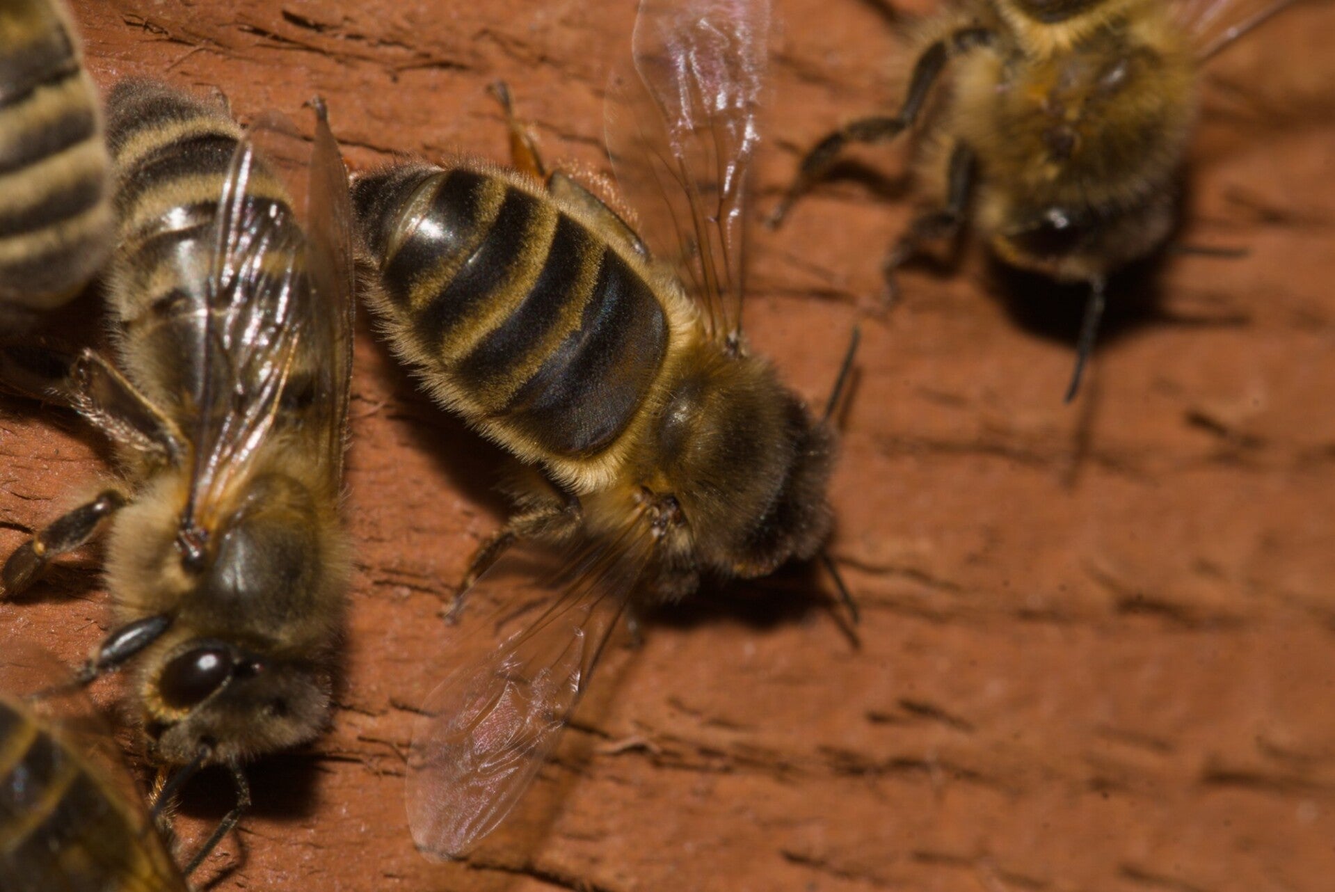 Dunkle Bienen (Apis mellifera mellifera) auf dem Flugbrett: dunkler Hinterleib mit schmalen Filzbinden, typisch für die heimische Unterart, Zucht mellifera.lu Luxemburg