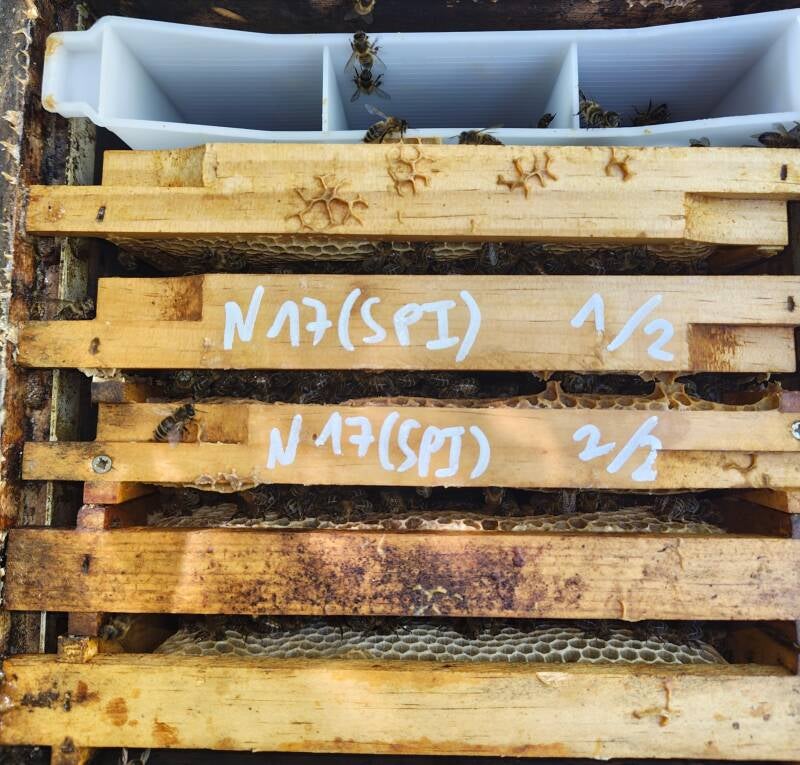 Beschriftete Waben eines SDI-Testvolks der Dunklen Biene zur Prüfung auf Varroaresistenz und VSH, Zucht mellifera.lu Luxemburg