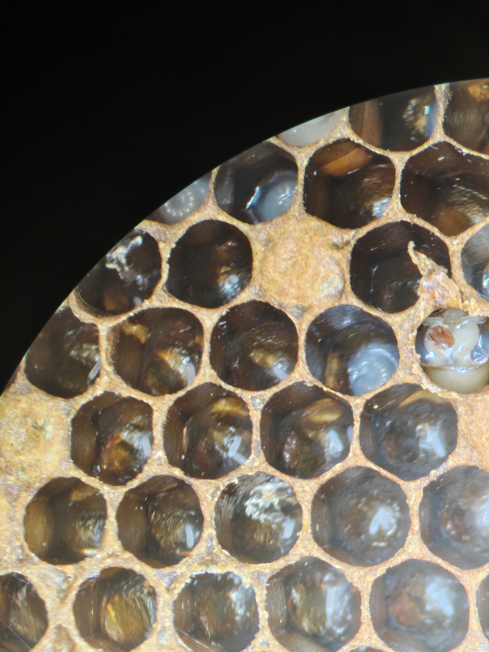 Geöffnete Brutzellen unter der Lupe bei der Brutauszählung: Kontrolle der Varroa-Vermehrung zur Selektion auf VSH