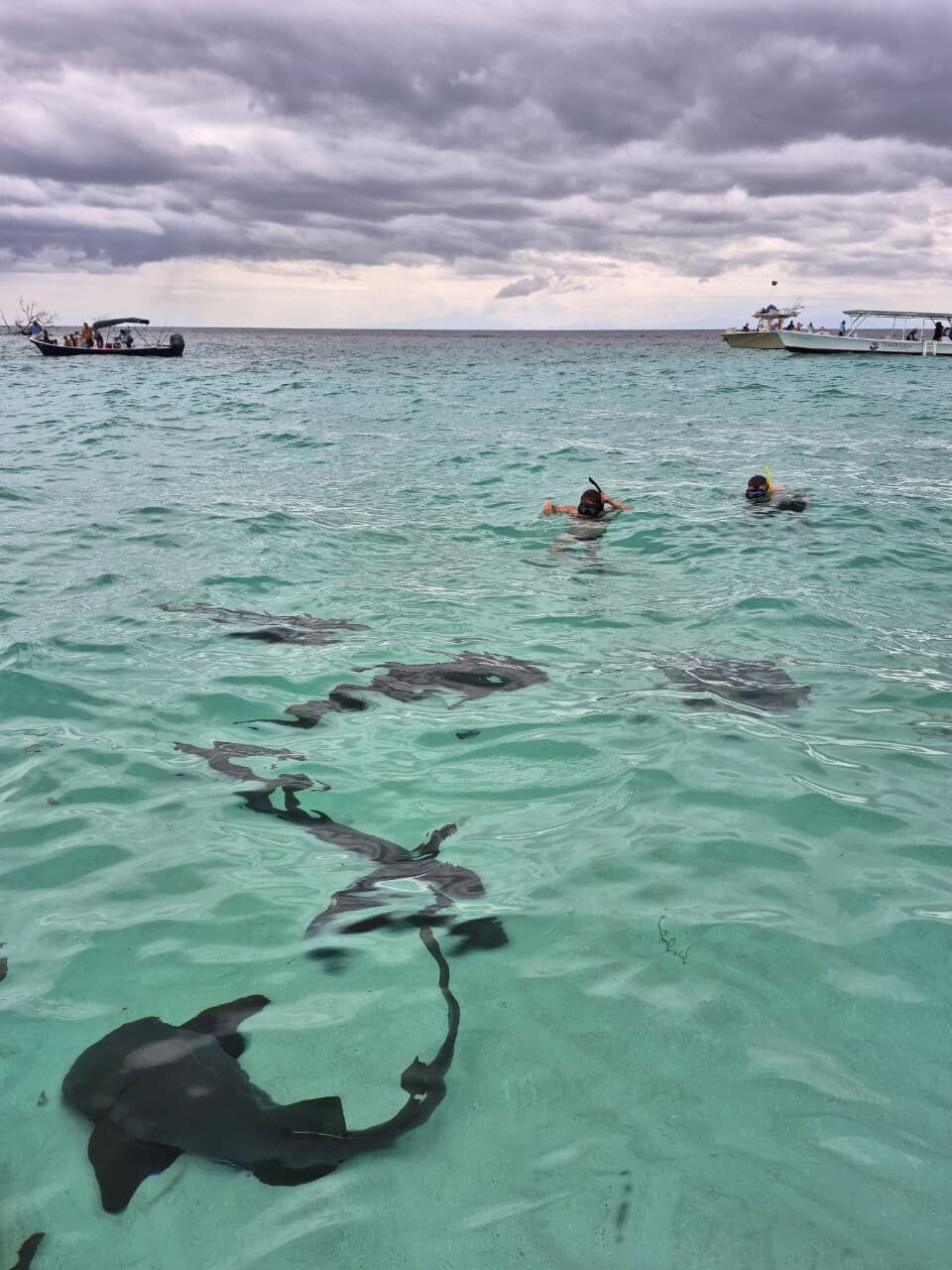 East End Adventure: Nurse Shark Swim, Mangrove Tunnels & Pirate Shipwreck