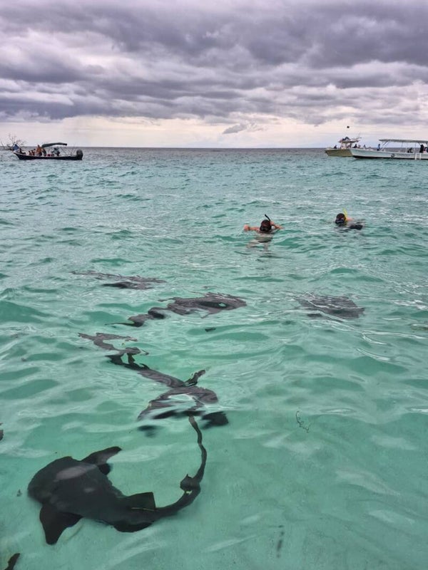 East End Adventure: Nurse Shark Swim, Mangrove Tunnels & Pirate Shipwreck