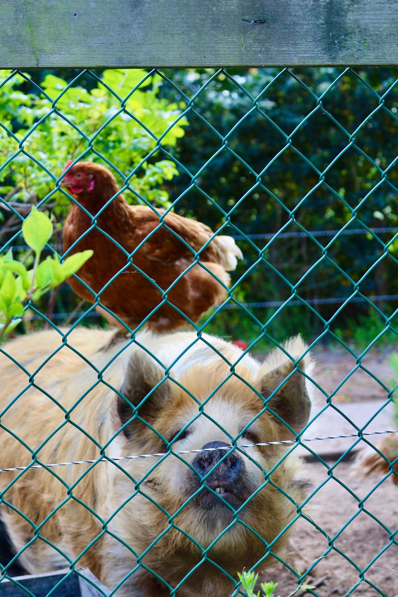 leuke boerderij dieren om te knuffelen  om te ontstressen