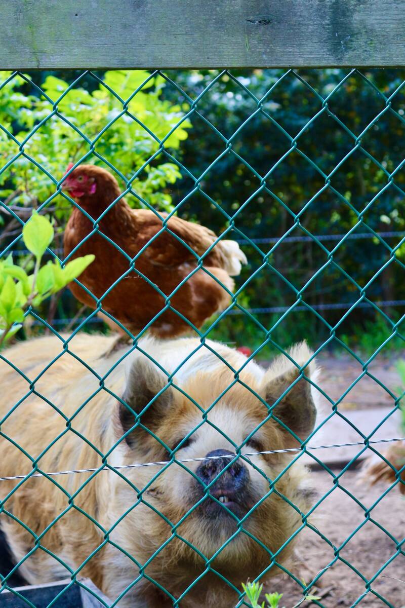 b&b, chambre d'hotes , rural france, bio, vertragen, A la terre fermeslow living, organique, stilte, rust