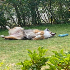chaya2-standard.jpg