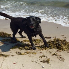 nico-strand-standard.jpg