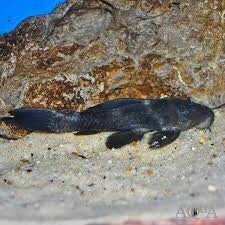 Pleco 	L-064	8,0 cm