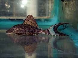 Pleco 	L-090	5,0 cm