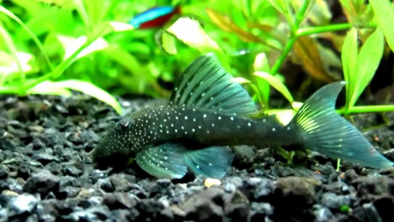 Pleco 	L-128