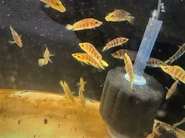 ALTOLAMPROLOGUS COMPRESSIECEPS MANDARIN KILIMA