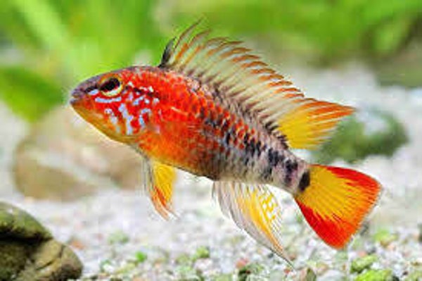 Apistograma macmasterii red mask