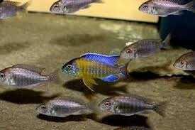 Aulonocara blue neon undu reef