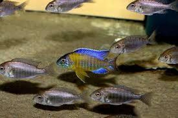 Aulonocara blue neon undu reef
