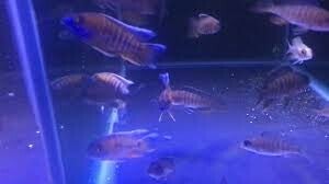 Aulonocara jacobfreibergi eureka red