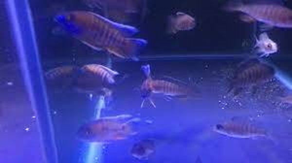 Aulonocara jacobfreibergi eureka red