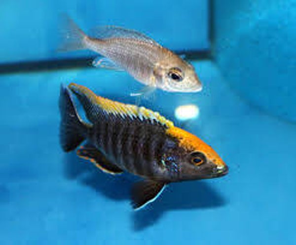 Aulonocara maylandi