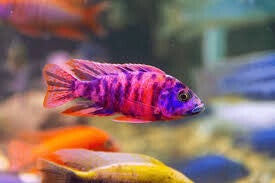 Aulonocara calico