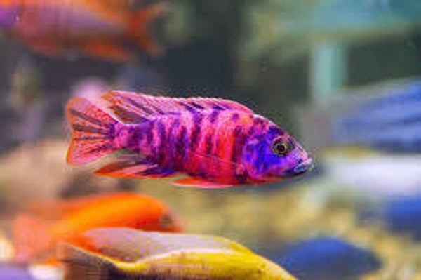 Aulonocara calico