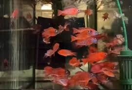 Aulonocara red rubin