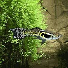 Guppy Endler Black Cobra