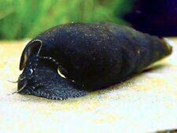 Tylomelania black devil